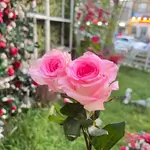 Single Flowers - Pink & White